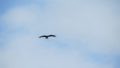 Milvus migrans