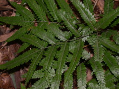 Pteris wulaiensis