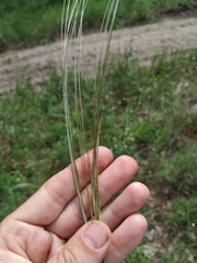 Stipa borysthenica