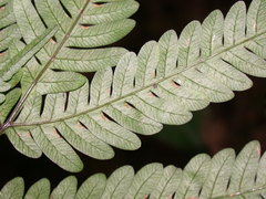 Pteris wulaiensis