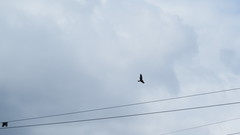 Milvus migrans