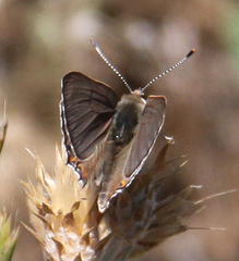 Tharsalea xanthoides