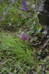 Dactylorhiza sambucina