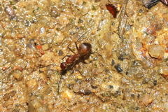 Camponotus nicobarensis