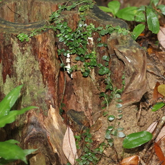 Psychotria serpens