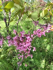 Cercis siliquastrum