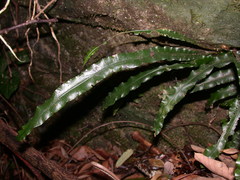 Lomariopsis boninensis