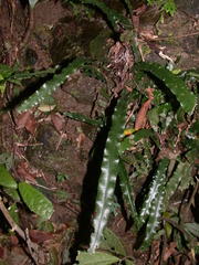 Lomariopsis boninensis