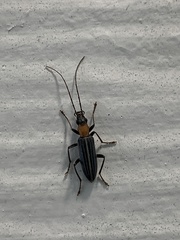 Oxycopis