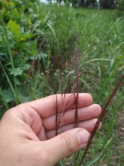 Agrostis vinealis