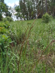 Agrostis vinealis