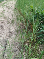 Agrostis vinealis