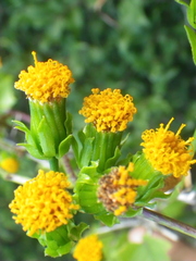 Senecio helminthioides