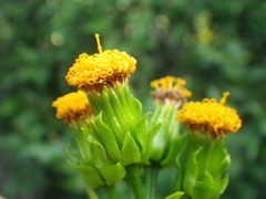Senecio helminthioides