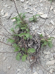 Salvia ringens