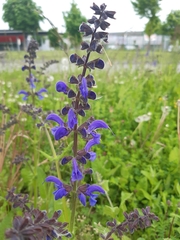 Salvia pratensis