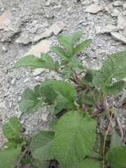 Salvia ringens
