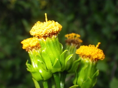 Senecio helminthioides