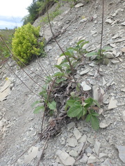 Salvia ringens