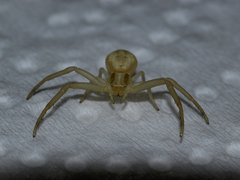 Runcinia grammica