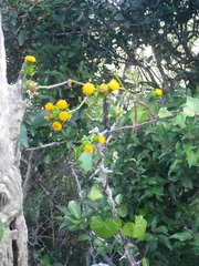 Senecio helminthioides