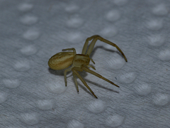 Runcinia grammica