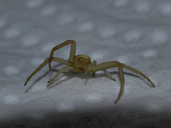 Runcinia grammica