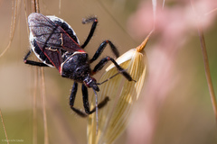 Apiomerus californicus