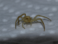 Runcinia grammica