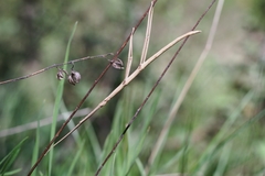 Bacillus rossius redtenbacheri