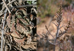 Tulista pumila
