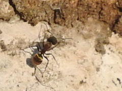 Camponotus rubrithorax