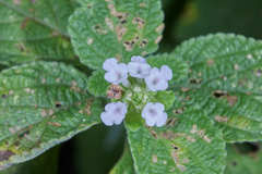 Lantana hirta