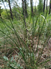 Festuca beckeri