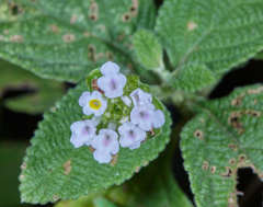 Lantana hirta