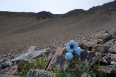 Meconopsis speciosa