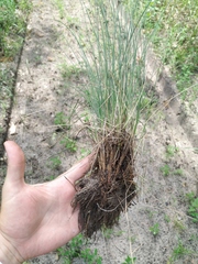 Festuca beckeri