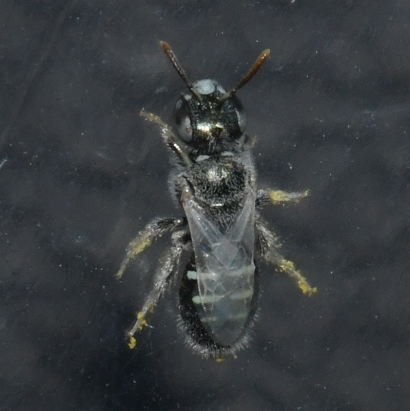 Perdita ignota