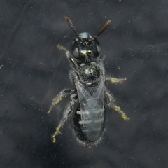 Perdita ignota