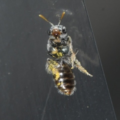 Perdita ignota