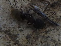 Camponotus rubrithorax