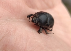 Pentodon bidens punctatus