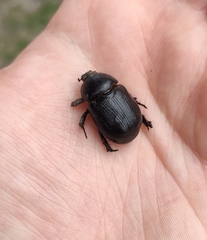 Pentodon bidens punctatus