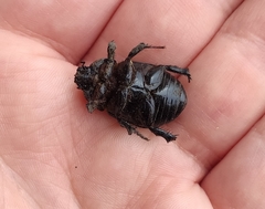 Pentodon bidens punctatus