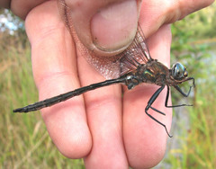 Somatochlora williamsoni