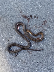 Pantherophis alleghaniensis image