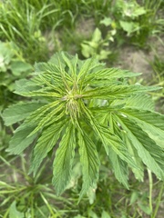 Cannabis sativa