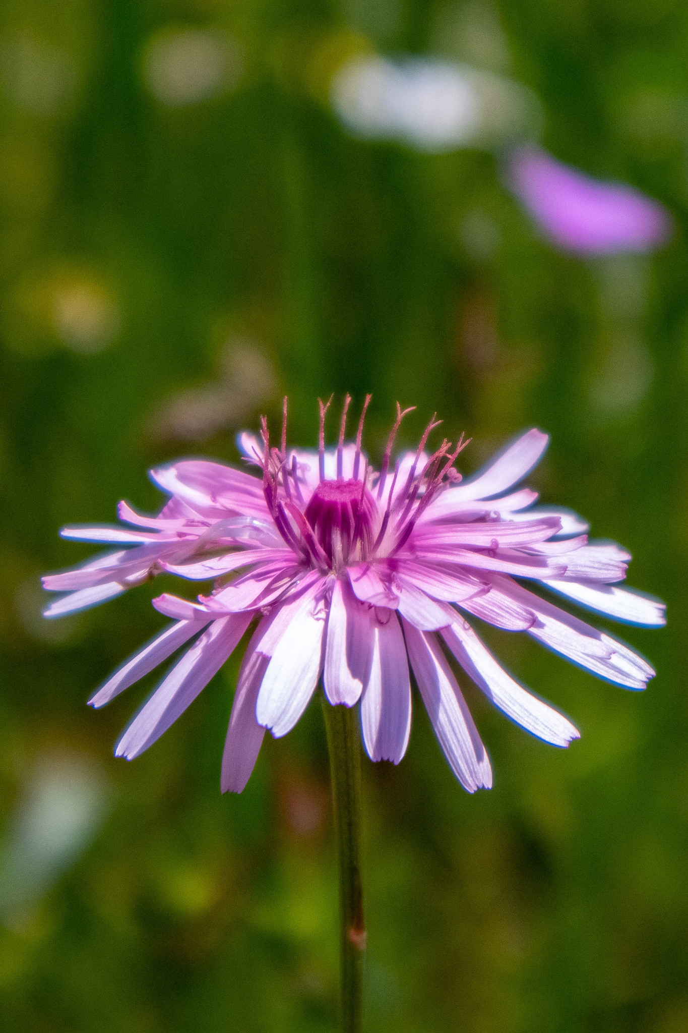 Crepis rubra