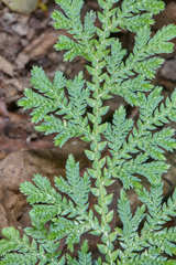 Selaginella convoluta
