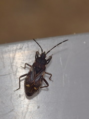 Eremocoris podagricus